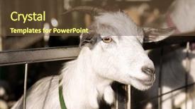  Presentation with pygmy goat - Theme enhanced with pygmy goat at a petting background and a tawny brown colored foreground