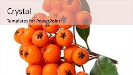  Presentation with orange green white - Presentation featuring pyracantha firethorn orange berries with green leaves isolated on white background and a lemonade colored foreground