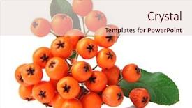  Presentation with orange green white - Beautiful PPT theme featuring pyracantha firethorn orange berries with green leaves isolated on white backdrop and a lemonade colored foreground