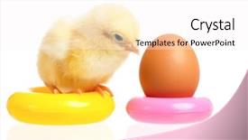  Presentation with egg - PPT layouts enhanced with pyramid bird - chicken and colorful plastic rings background and a  colored foreground