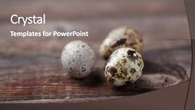  Presentation with quail - Cool new theme with pyramid bird - group of quail eggs backdrop and a gray colored foreground