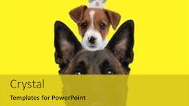  Presentation with cat dog - Slides consisting of pyramid-of-german-shepherd-dog background and a gold colored foreground