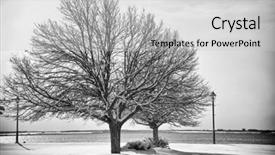  Presentation with black white tree - Colorful presentation theme enhanced with pyramidal shaped linden tree backdrop and a light gray colored foreground