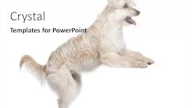  Presentation with evaluation of 5 years old boy - Amazing PPT layouts having pyrenean shepherd 2 years old standing in front of white background studio shot backdrop and a white colored foreground
