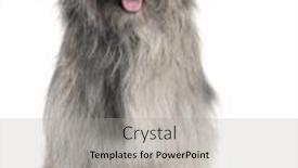  Presentation with old dog - PPT layouts having pyrenean shepherd dog 18 months old sitting in front of white background background and a light gray colored foreground