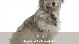  Presentation with old dog - Beautiful theme featuring pyrenean shepherd dog 7 months old sitting in front of white background backdrop and a gray colored foreground