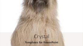  Presentation with dog - Cool new PPT layouts with pyrenean-shepherd-dog-sitting backdrop and a coral colored foreground