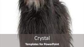  Presentation with dog - PPT theme consisting of pyrenean-shepherd-dog-standing background and a dark gray colored foreground