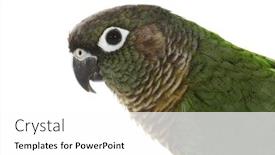  Presentation with parrot - Colorful PPT theme enhanced with pyrrhura parrot pet bird backdrop and a white colored foreground