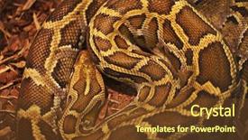  Presentation with python - Slide deck enhanced with python - close up of the bright background and a tawny brown colored foreground
