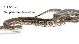  Presentation with python - Audience pleasing PPT theme consisting of python morelia spilota variegata backdrop and a white colored foreground