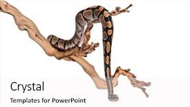  Presentation with python - Slide deck having python regius against white background background and a white colored foreground