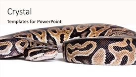 143 Best Python-Themed Templates for PowerPoint & Google Slides
