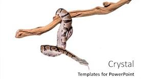  Presentation with python - Slide set featuring python-regius-snaking-along background and a white colored foreground