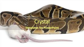 143 Best Python-Themed Templates for PowerPoint & Google Slides