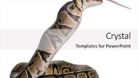  Presentation with python - Theme featuring python royal python eating background and a light gray colored foreground