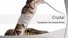  Presentation with python - Audience pleasing theme consisting of python royal python eating backdrop and a light gray colored foreground