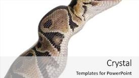 143 Best Python-Themed Templates for PowerPoint & Google Slides