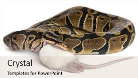 143 Best Python-Themed Templates for PowerPoint & Google Slides