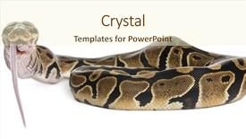  Presentation with python - Beautiful PPT theme featuring python royal python eating backdrop and a cream colored foreground