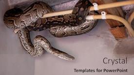  Presentation with electric wires - Presentation theme having python-snake-hiding background and a light gray colored foreground