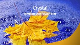  Presentation with rain water - PPT theme enhanced with qran - yellow autumn leaf floating background and a cobalt blue colored foreground