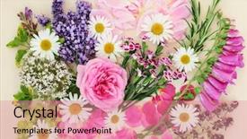  Presentation with chinese medicine - PPT theme enhanced with qu - flowers and herbs used background and a coral colored foreground