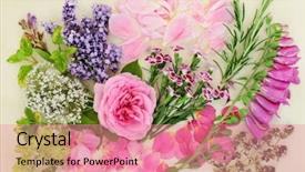  Presentation with chinese medicine - Audience pleasing presentation theme consisting of qu - herbs and flowers used backdrop and a coral colored foreground