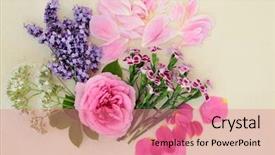  Presentation with alternative medicine - PPT layouts enhanced with qu - lavender rose dianthus peony background and a coral colored foreground