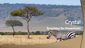  Presentation with kenya - Beautiful PPT theme featuring quagga walking across the grassland backdrop and a gray colored foreground