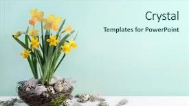  Presentation with quail - Cool new PPT layouts with quail bird - daffodil flower and easter eggs backdrop and a cool aqua colored foreground
