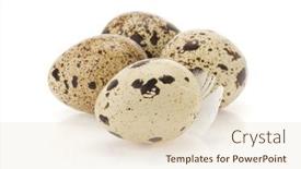  Presentation with quail - 