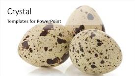  Presentation with quail - Presentation featuring quail egg isolated on white background background and a white colored foreground