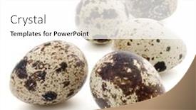  Presentation with quail - PPT theme having quail-egg-isolated-on-white background and a white colored foreground