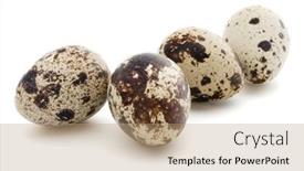  Presentation with quail - Theme featuring quail-egg-isolated-on-white background and a coral colored foreground