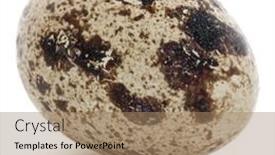  Presentation with quail - Presentation theme consisting of quail-egg-isolated-on-white background and a coral colored foreground