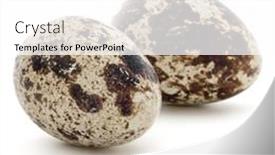  Presentation with quail - Slide deck having quail-egg-isolated-on-white background and a white colored foreground
