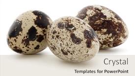  Presentation with quail - Presentation theme featuring quail-egg-isolated-on-white background and a coral colored foreground