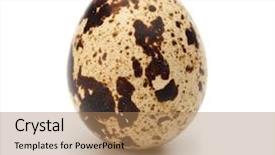  Presentation with quail - Theme with quail egg isolated on white background and a coral colored foreground