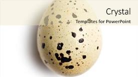  Presentation with quail - Amazing presentation design having quail egg on white background backdrop and a lemonade colored foreground