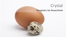  Presentation with quail - Slide deck consisting of quail egg with a chicken egg isolated on white background background and a pink colored foreground