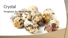  Presentation with quail - Cool new PPT layouts with quail egg backdrop and a white colored foreground