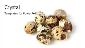  Presentation with quail - Colorful slides enhanced with quail egg backdrop and a  colored foreground