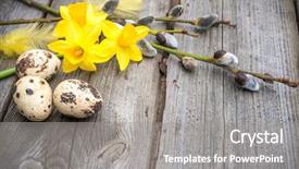  Presentation with quail - Colorful PPT theme enhanced with quail eggs and daffodils backdrop and a gray colored foreground