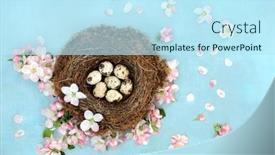  Presentation with quail - PPT theme with quail-eggs-apple-blossom-flowers background and a sky blue colored foreground