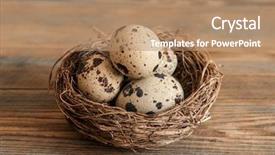  Presentation with space wormhole or black - Cool new slides with quail eggs black wooden background backdrop and a coral colored foreground