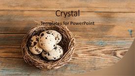  Presentation with quail - Cool new theme with quail eggs black wooden background backdrop and a coral colored foreground