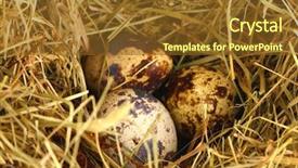  Presentation with quail - Theme enhanced with quail eggs in a nest background and a  colored foreground