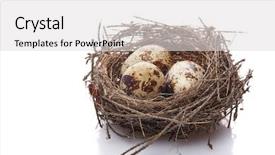  Presentation with eggs egg carton egg box - Beautiful PPT theme featuring quail eggs in a real backdrop and a light gray colored foreground
