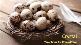  Presentation with quail bird - PPT layouts with quail eggs in bird nest background and a  colored foreground